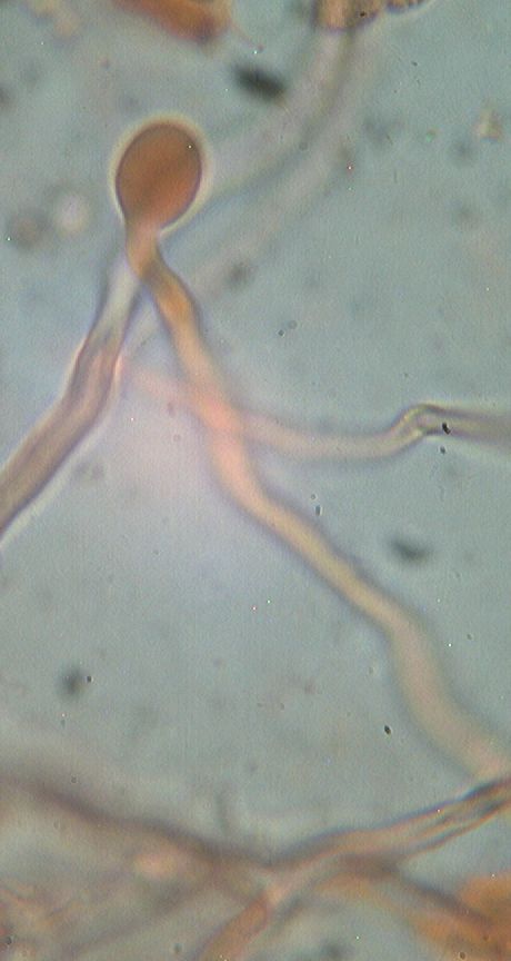 non capisco!!! - (Abortiporus biennis)